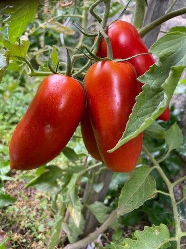 San Marzano