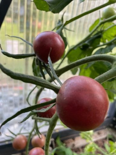 Cherokee Purple Cherry